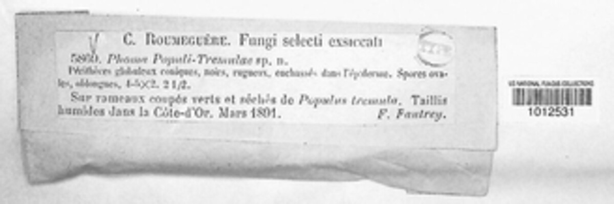 Phoma populi-tremulae image